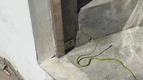 snake Pattaya Thailand Amazon condo 2020