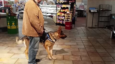 Service dog in Giant Eagle!