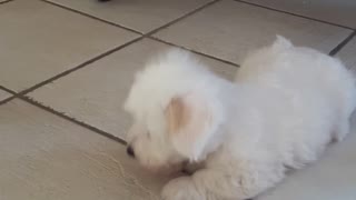 Small white puppy plays with tennis ball on kitchen floor