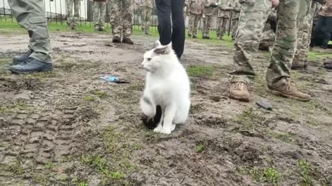 Katze bedankt sich für die Befreiung bei ukrainischen Soldaten!