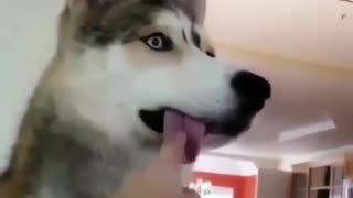 While surprisingly observing something husky dog shows his purple tongue