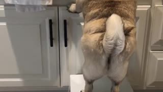 Pug Missteps Off Stool In Kitchen
