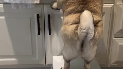 Pug Missteps Off Stool In Kitchen