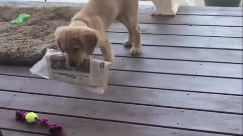 Cute puppies playing video