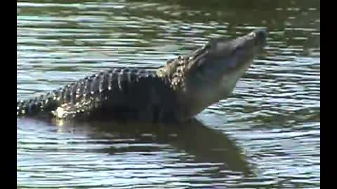 Alligator Bellowing at Venus Ranch. Venus, Florida.