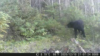 Wildlife came footage Dear, Bear, Moose, And more