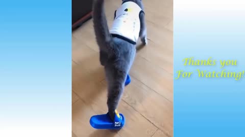 The cat tries to take off his slippers. Very funny