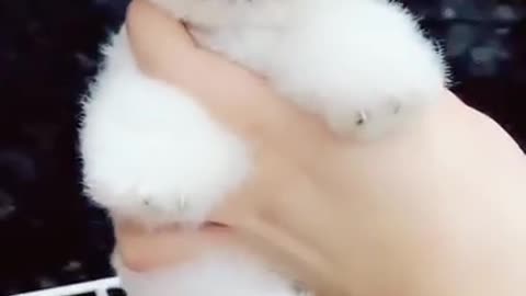 Cute puppy video ever