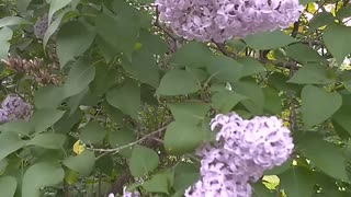 Lilacs