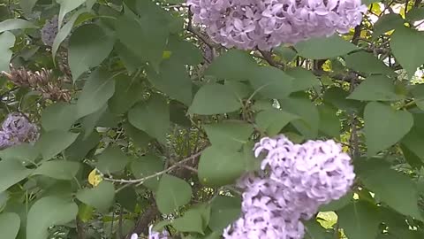 Lilacs