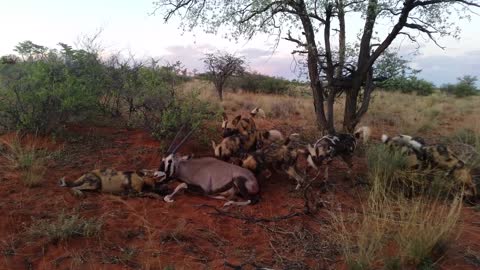 wild dogs in Africa