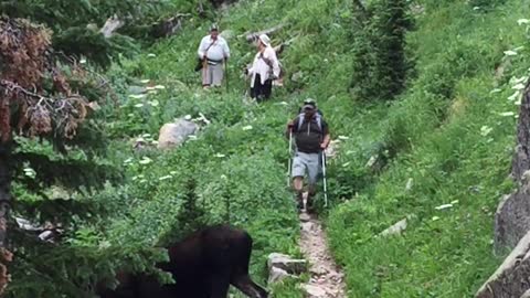 Moose Meanders Across Hiking Trail