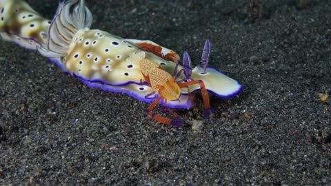 Emperor Shrimps Ride Nudibranch