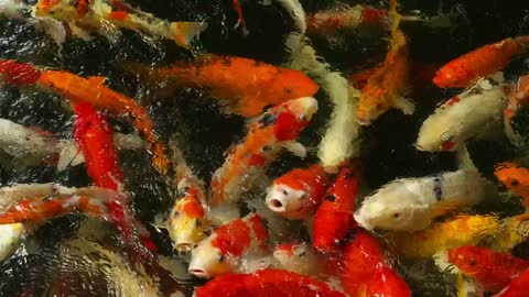 Koi Fishes.