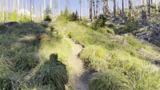 Entering the Scenic Burnout Section of Tilly Jane Trail – Mount Hood – Oregon – 4K