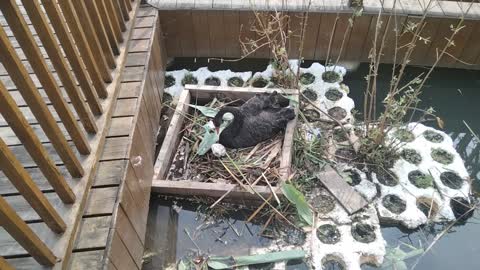 mother black swan hatching eggs