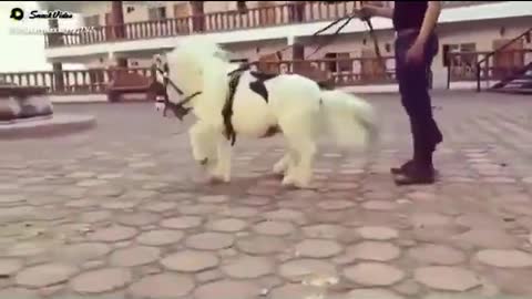 beautiful horse baby dance 😍🥰😍🥰#viral _amazing video o