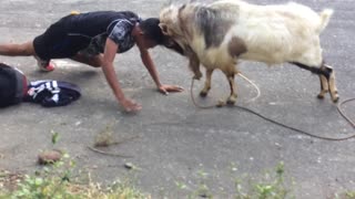 Man and Goat Go Head To Head