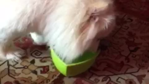 White dog on couch jealous of white dog on carpet drinking green water bowl