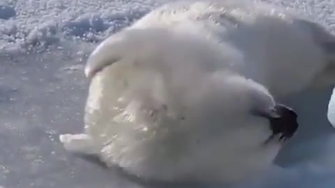 Cute Baby Seal Attempts To Roll Over But Can't Quite Manage It...