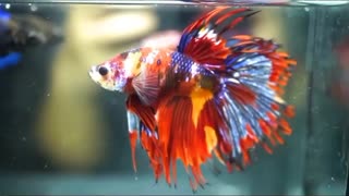 What type of betta is this?