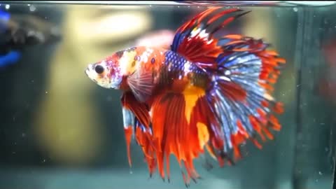 What type of betta is this?