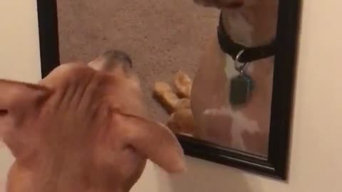 Confused dog barks and growls at his reflection