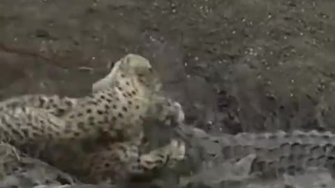 Crocodile Vs Jaguar Who is Win