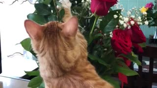 Rudy eating my flowers
