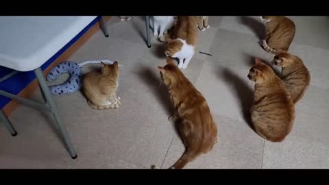 A cat bitten by a snake reacts when it sees a toy snake (Read the video)