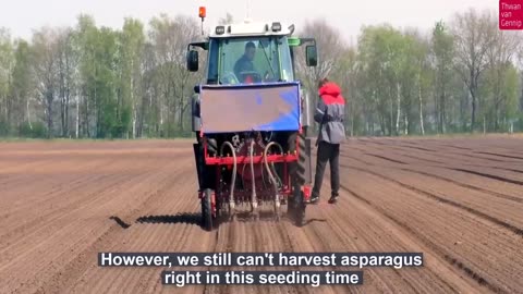 How Farmers Produce Millions of Asparagus and Harvesting - Asparagus Farming Technology