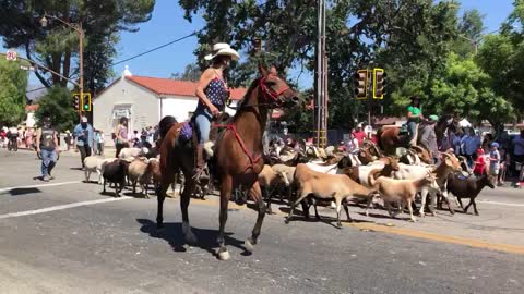 The Yard Clearing Goats in the Ojai Parade 2022