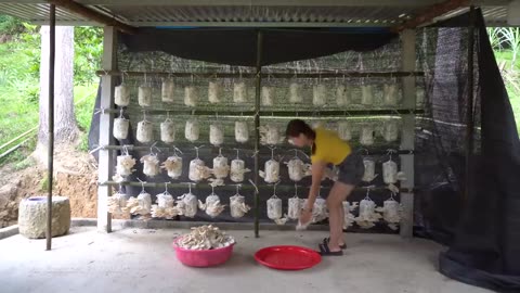 Harvesting mushrooms