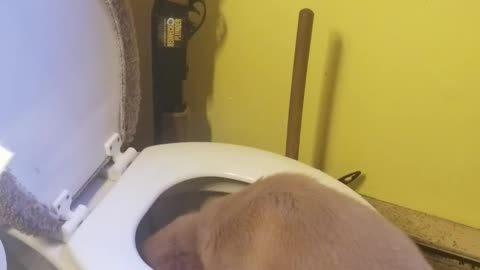 Golden Puppy Dog Paddling In Toilet Bowl