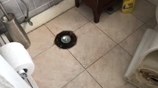 Kitten Gets Head Stuck in Toilet