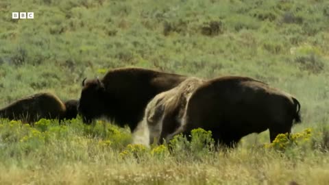 Greatest Fights in the Animal Kingdom