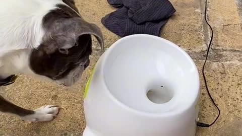 Dog gets angry at ball launcher