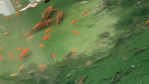 Mother fish takes baby fish to find food