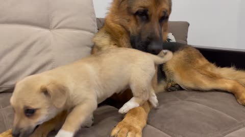 German shepherd Confused by new Puppy