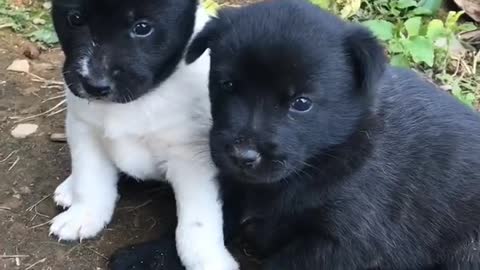 Black and white puppy