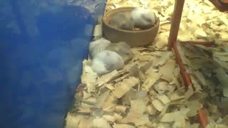 3 hamsters cleaning their fur, 2 hamsters eating and 1 sleeping [Nature & Animals]