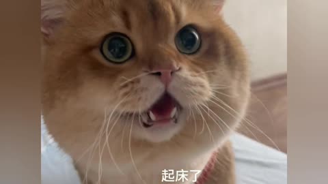 FUNNY CAt Non stop