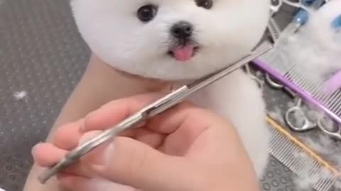 Dog Cutting