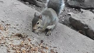 Wild squirrel interacts with woman