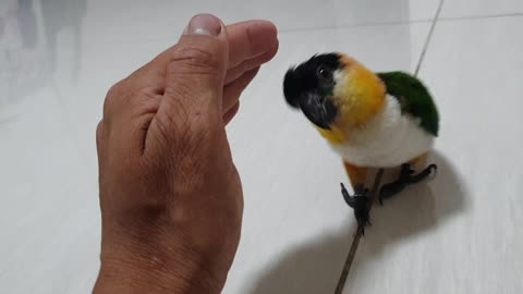 Cute Bird Wants A Cuddle