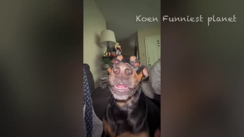 Try not to laugh of this funny cats and dogs video