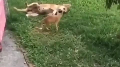 A Little Cat And A Dog Wrestling 🤼‍♂️ 😻