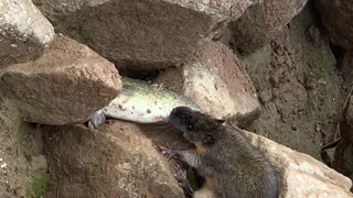 Fishing Rat Carries Catch Away