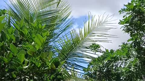 blue sky | perfect nature