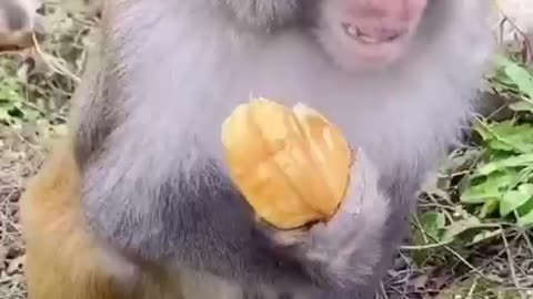 Monkey eating food 🥯🥞😜🙊 #monkey #food #animals